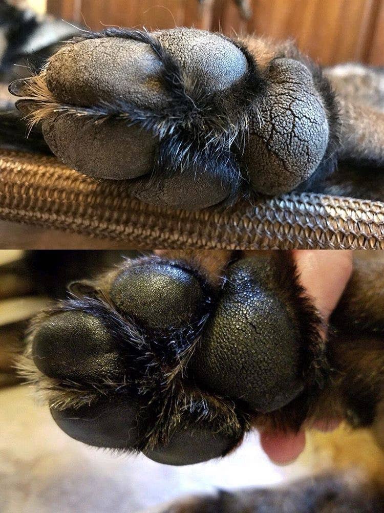 Parker & Co. - Fast-Healing Paw Balm