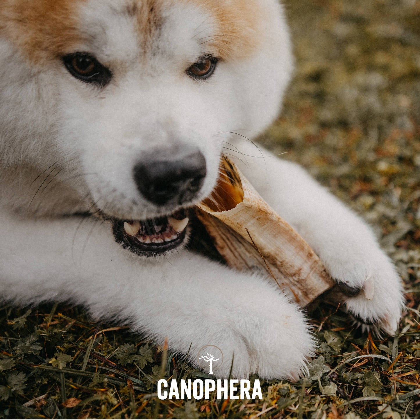 CANOPHERA LLC - Sheep Horn Dog Chews.