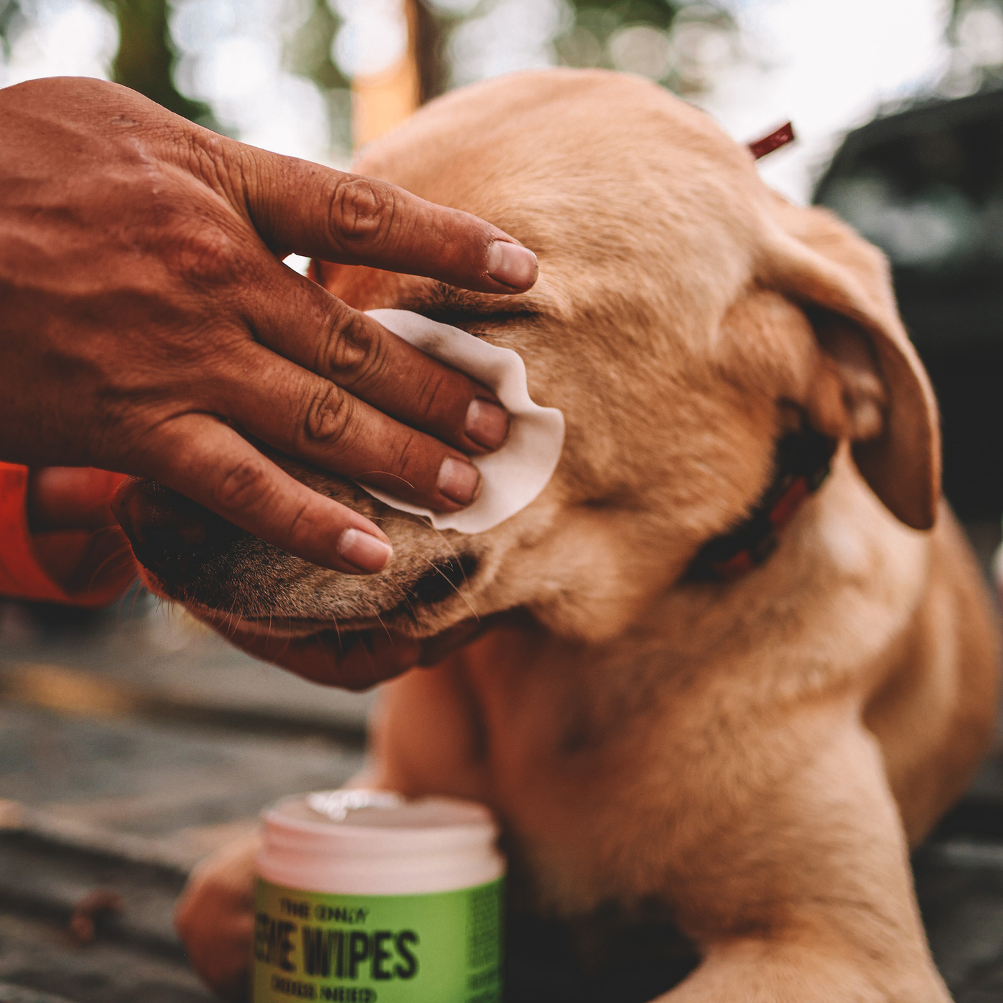Natural Rapport - The Only Eye Wipes Dogs Need