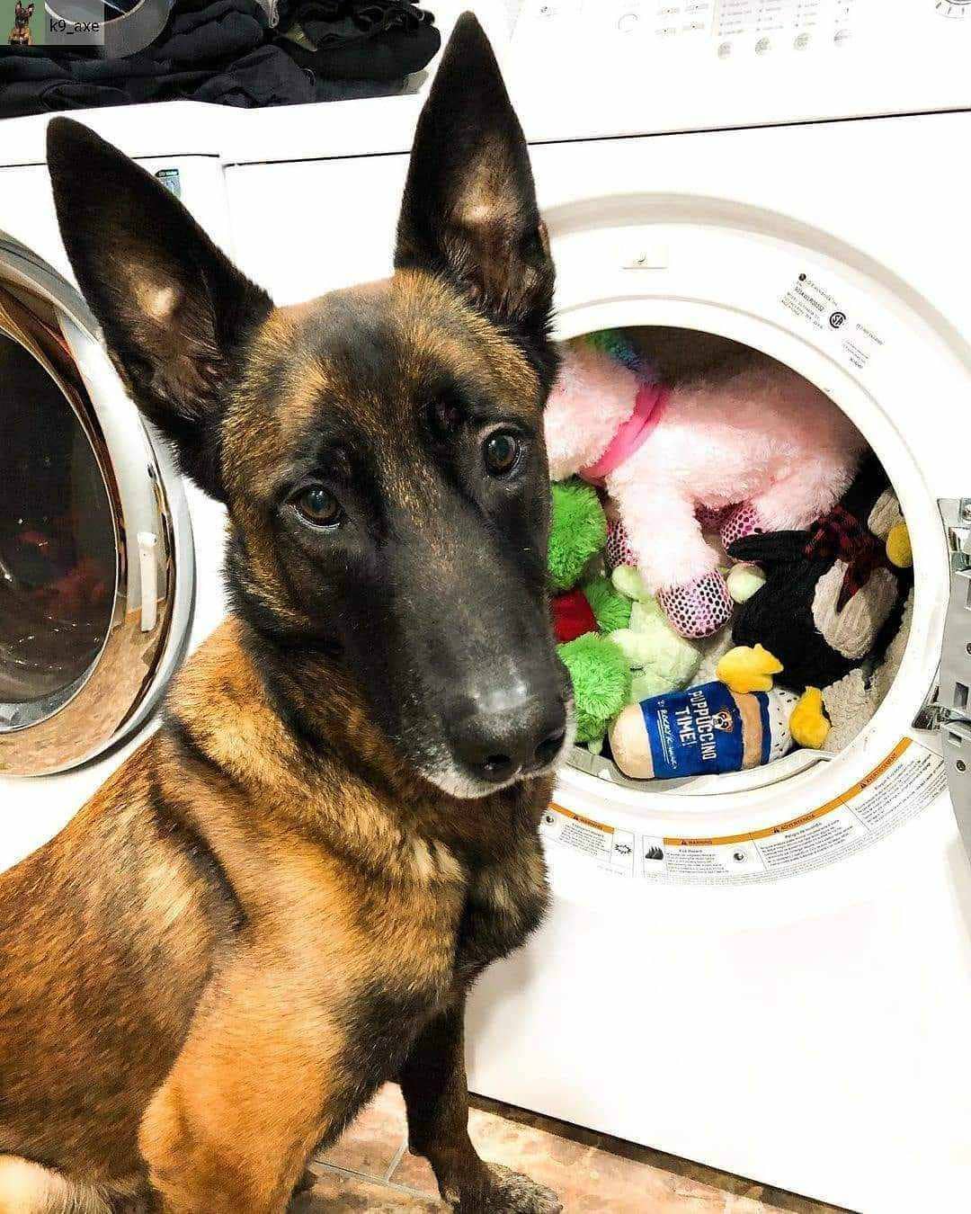 Fox + Hound - Pet Natural Laundry Detergent Basil