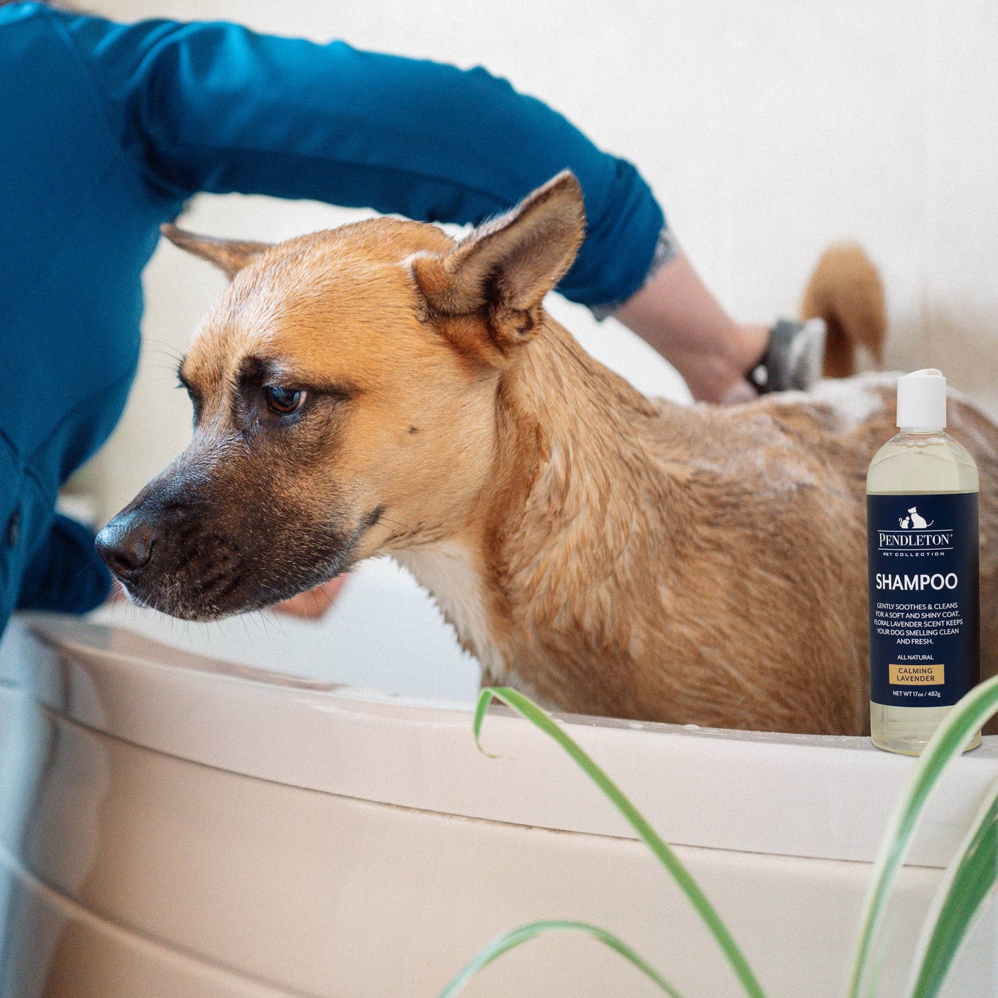 Carolina Pet Company - Pendleton Pet Lavender Scented Shampoo for Dogs