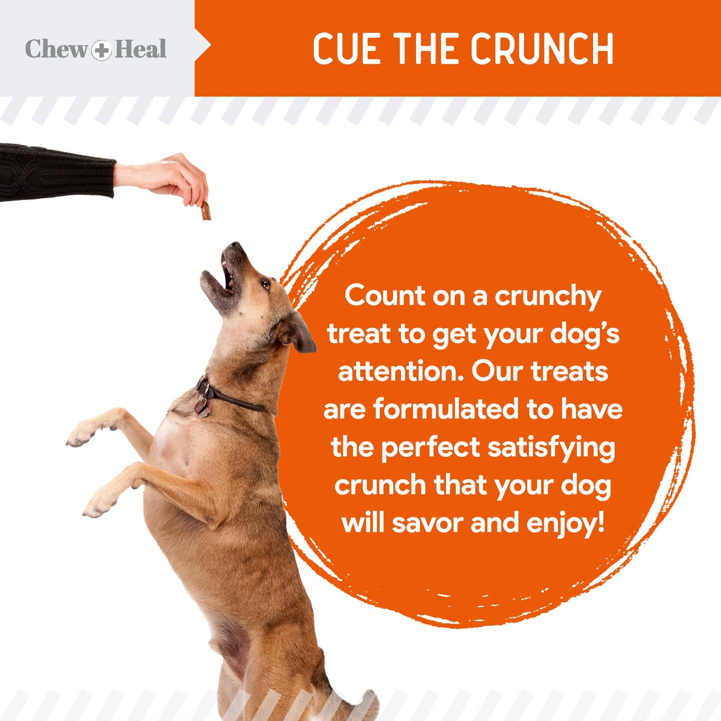 Chew + Heal - Crunchy Treats with Pumpkin & Probiotics for Dogs