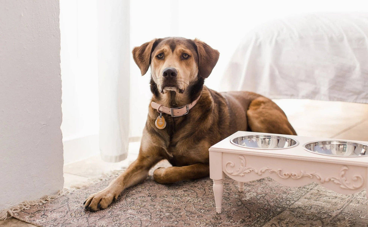 Helpen Pets - Scrollie Dog or Cat Elevated Pet Feeder