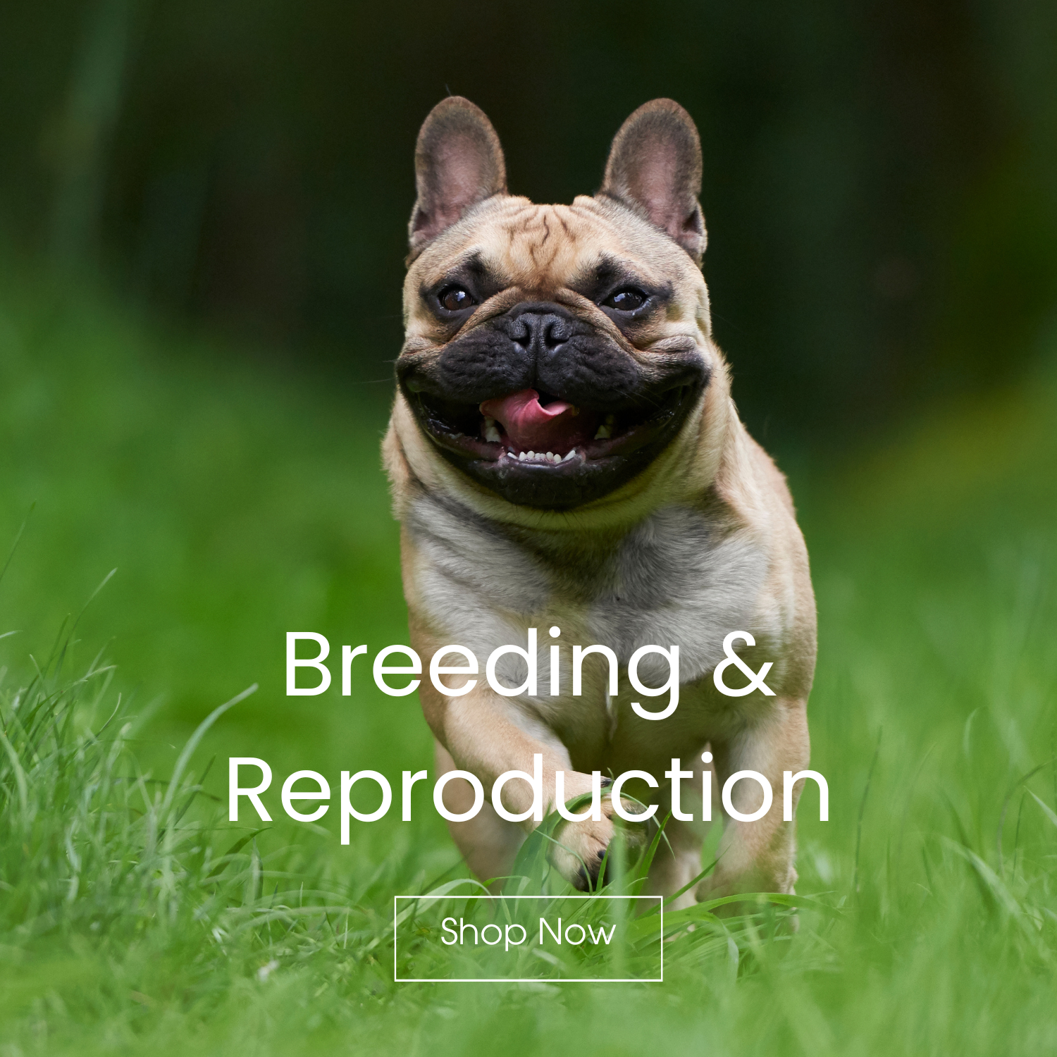 Breeding & Reproduction