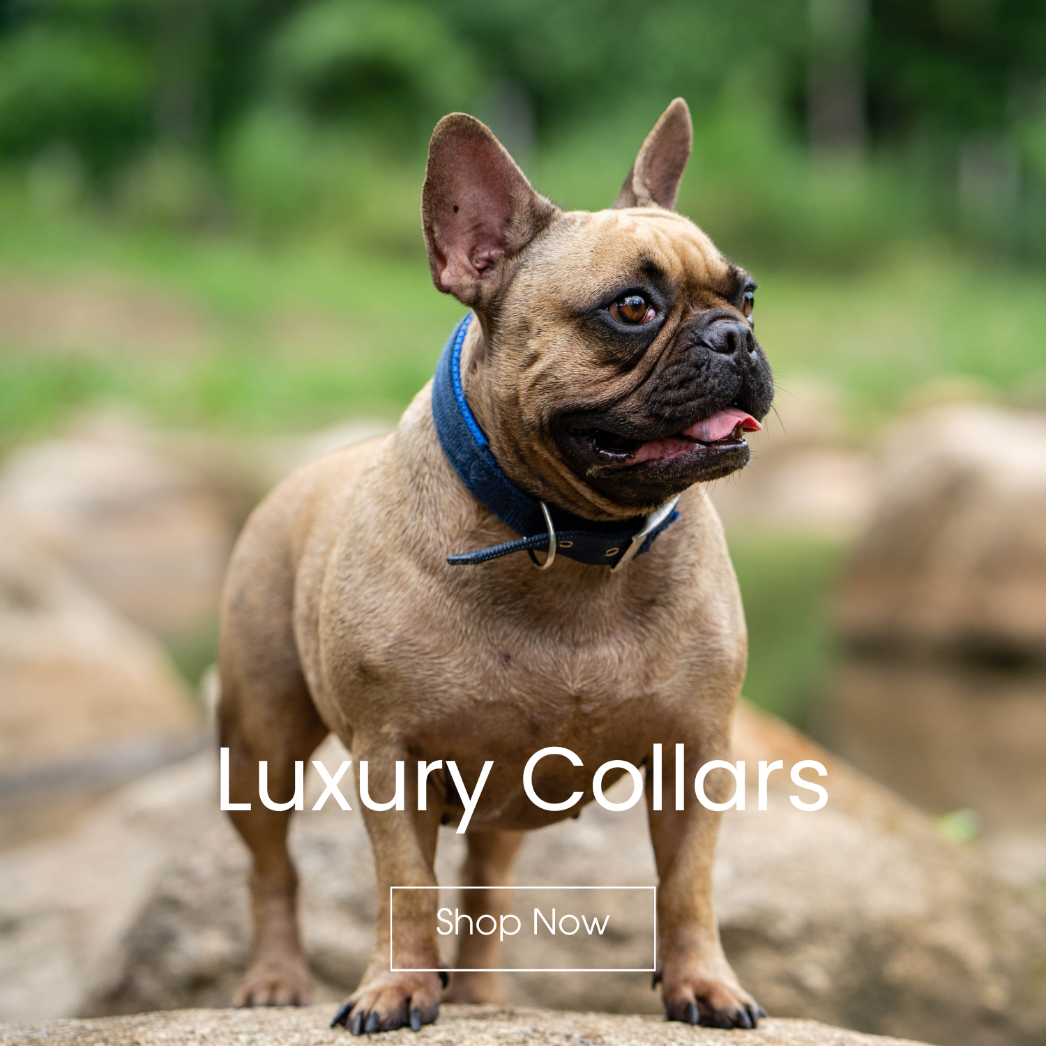 Collars Luxury Line
