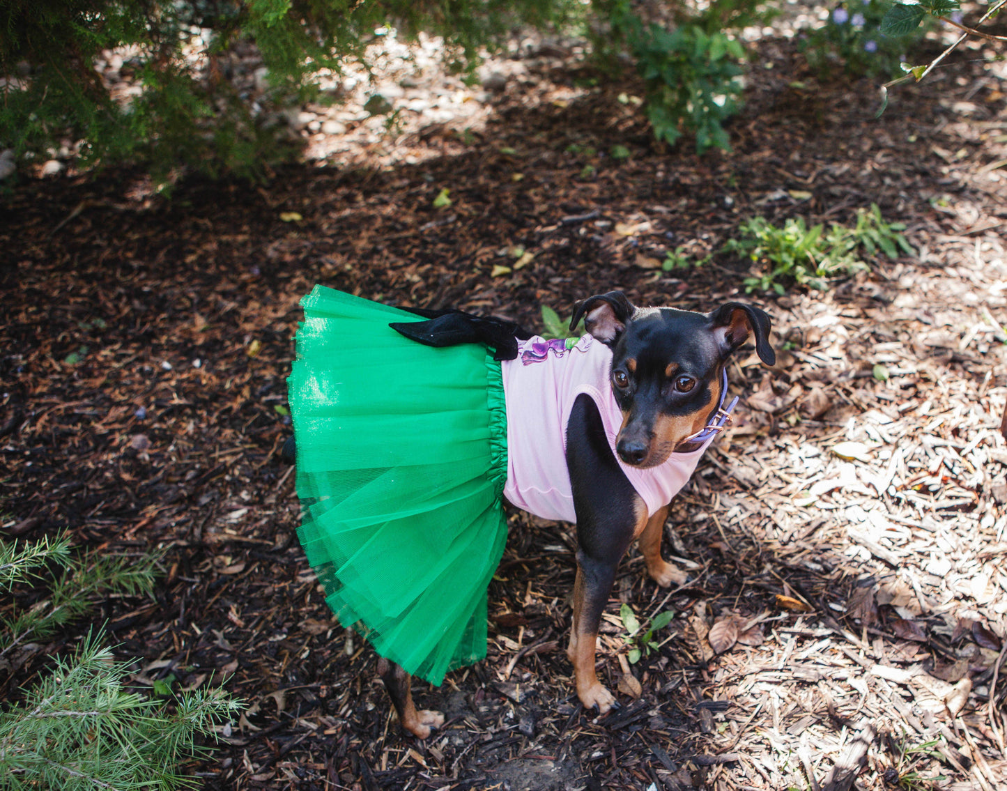 House of FurBaby - Halloween Dog Costume Shirt and Tutu | Head Of The Coven