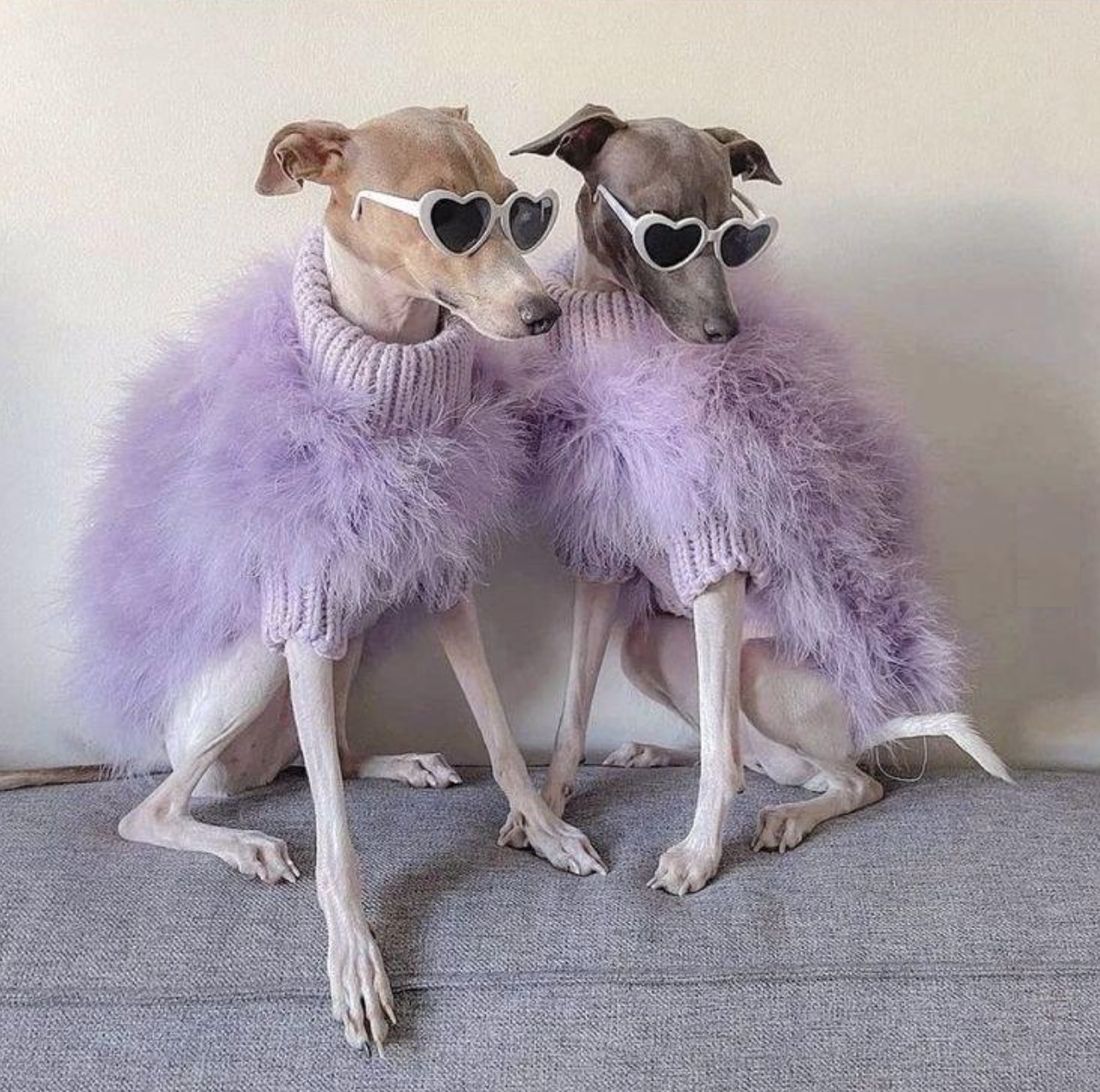 Fuzzy Dog Sweater