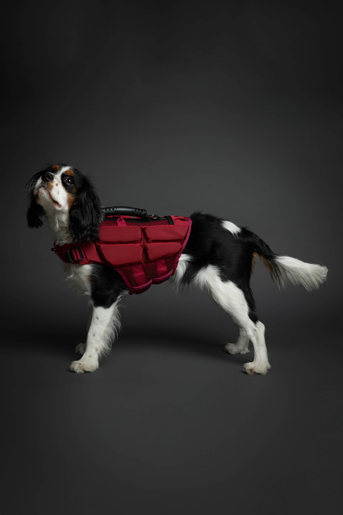 NOAH AND PAW LLC - Human Standards Dog Lifejacket Design with 4x Foam Support for Max Floating - Red