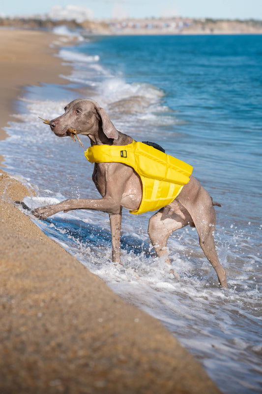 NOAH AND PAW LLC - Human Standards Dog Lifejacket Design with 4x Foam Support for Max Floating - Yellow