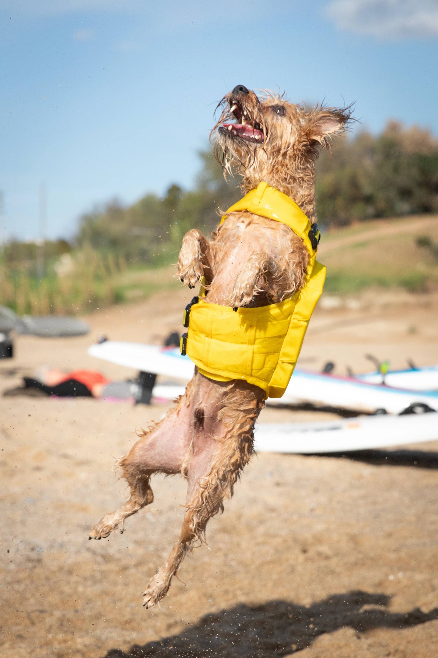 NOAH AND PAW LLC - Human Standards Dog Lifejacket Design with 4x Foam Support for Max Floating - Yellow