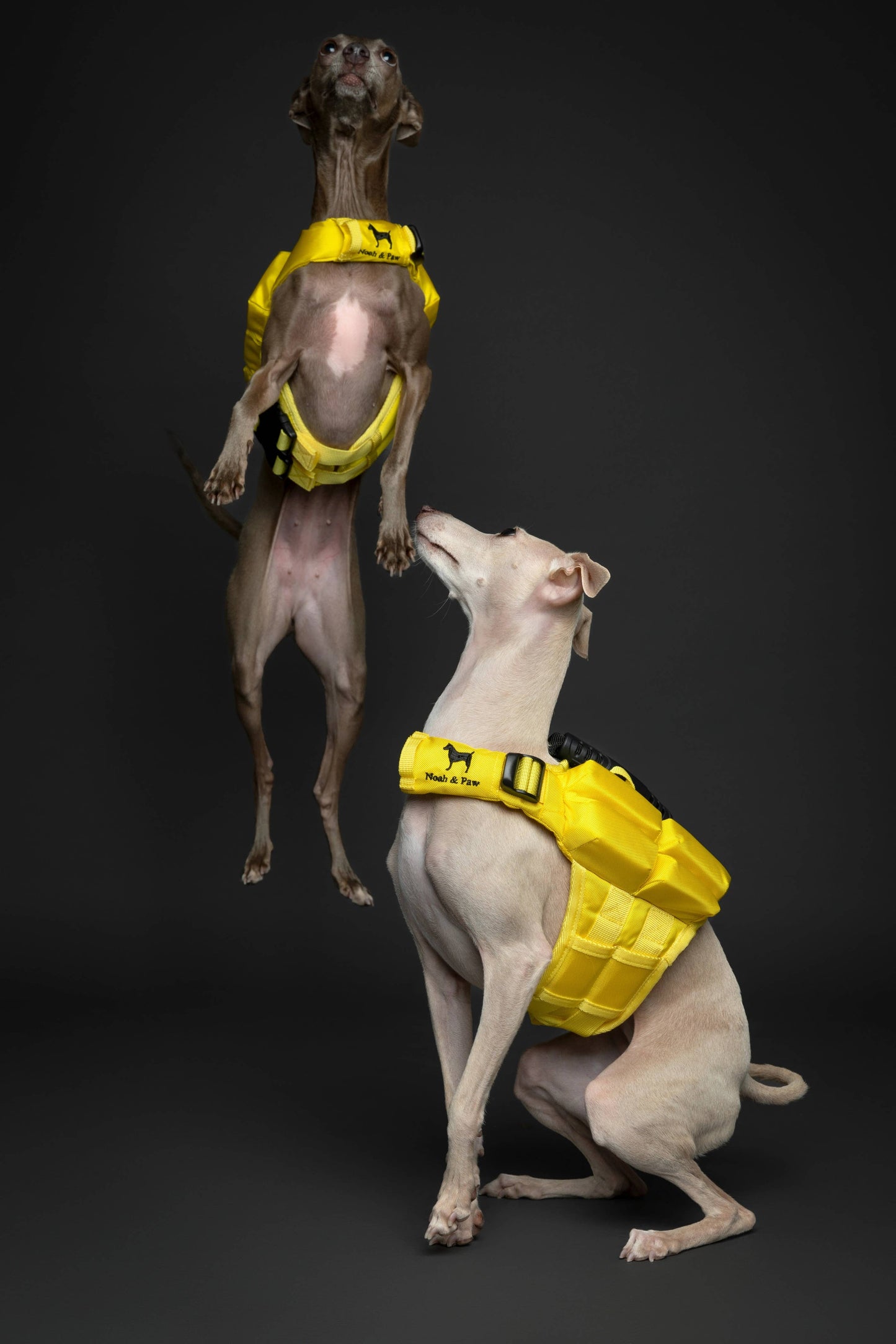 NOAH AND PAW LLC - Human Standards Dog Lifejacket Design with 4x Foam Support for Max Floating - Yellow