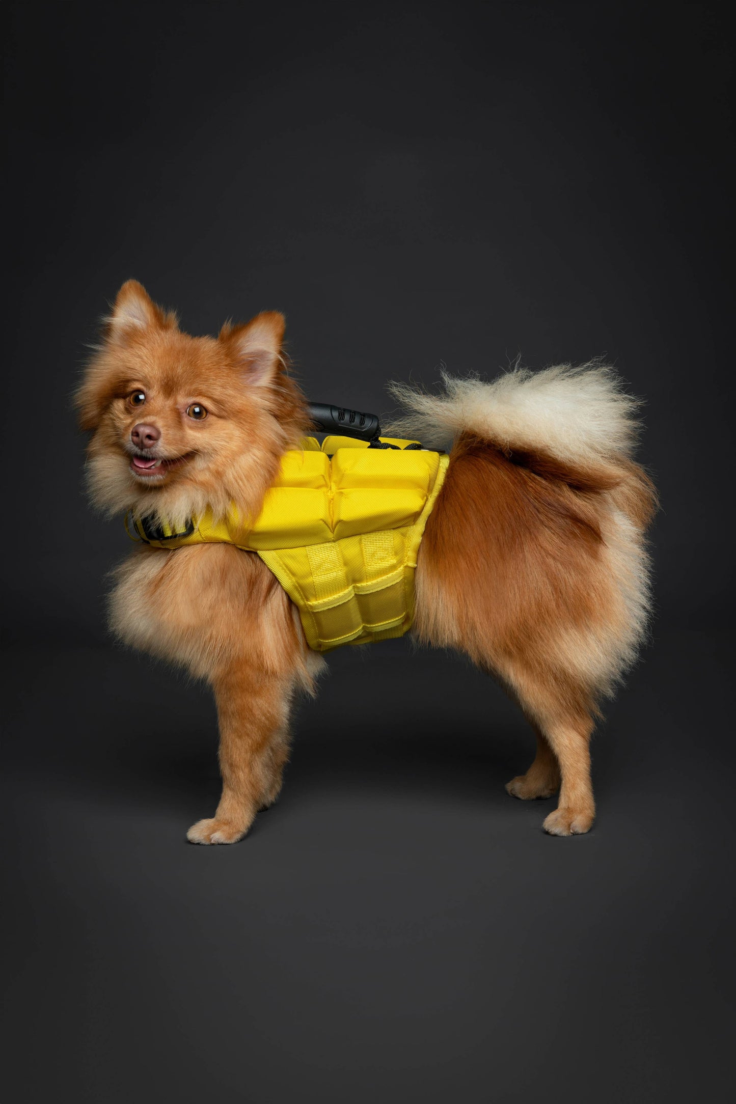 NOAH AND PAW LLC - Human Standards Dog Lifejacket Design with 4x Foam Support for Max Floating - Yellow