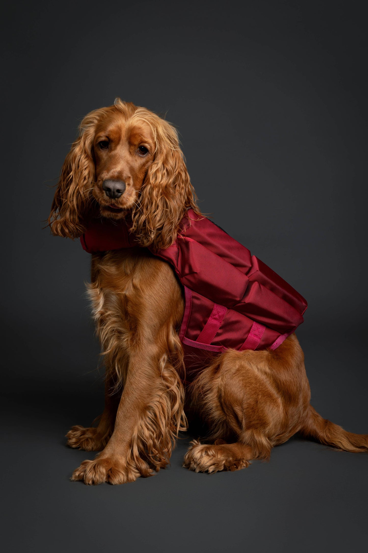 NOAH AND PAW LLC - Human Standards Dog Lifejacket Design with 4x Foam Support for Max Floating - Red