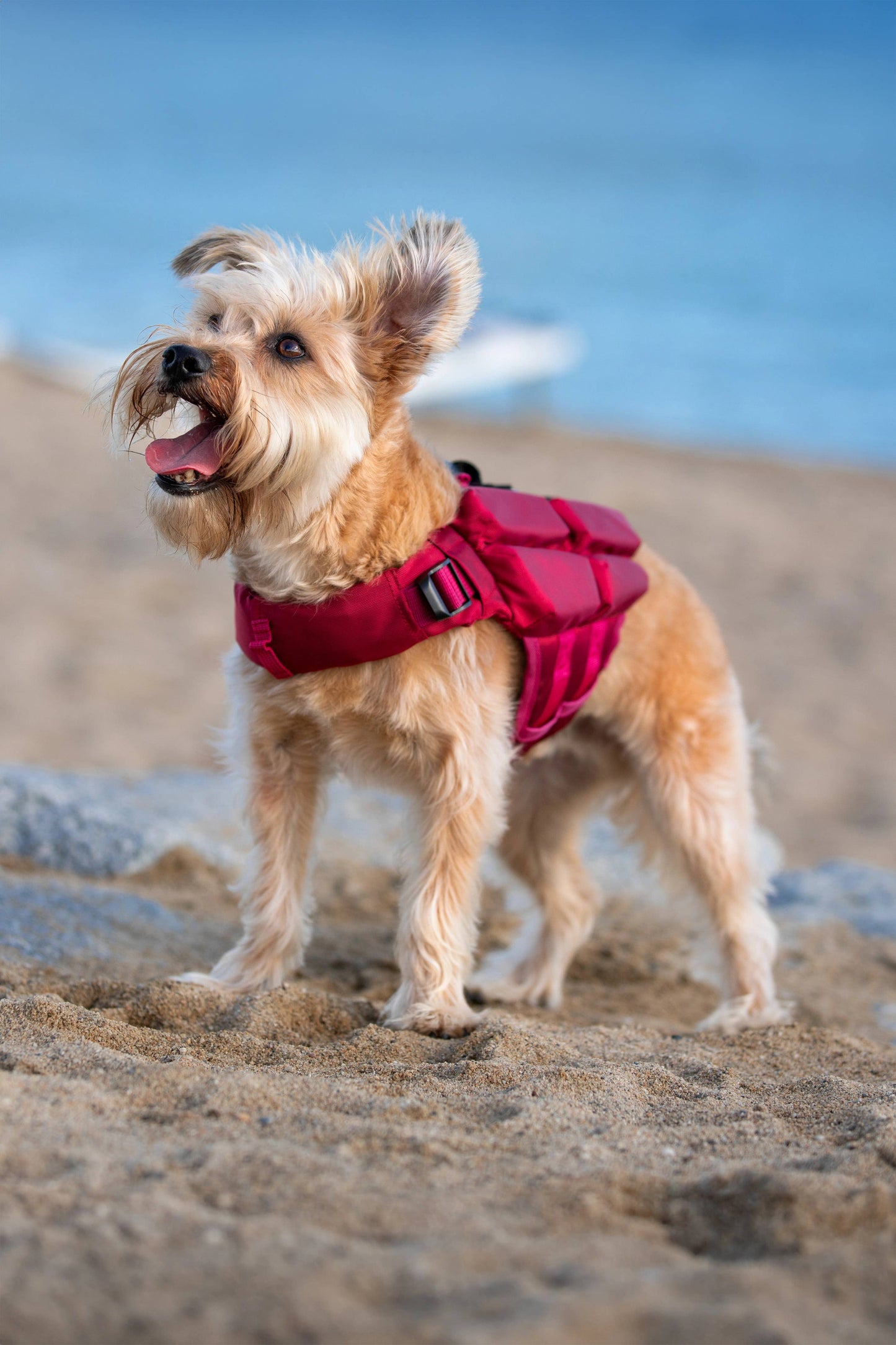 NOAH AND PAW LLC - Human Standards Dog Lifejacket Design with 4x Foam Support for Max Floating - Red