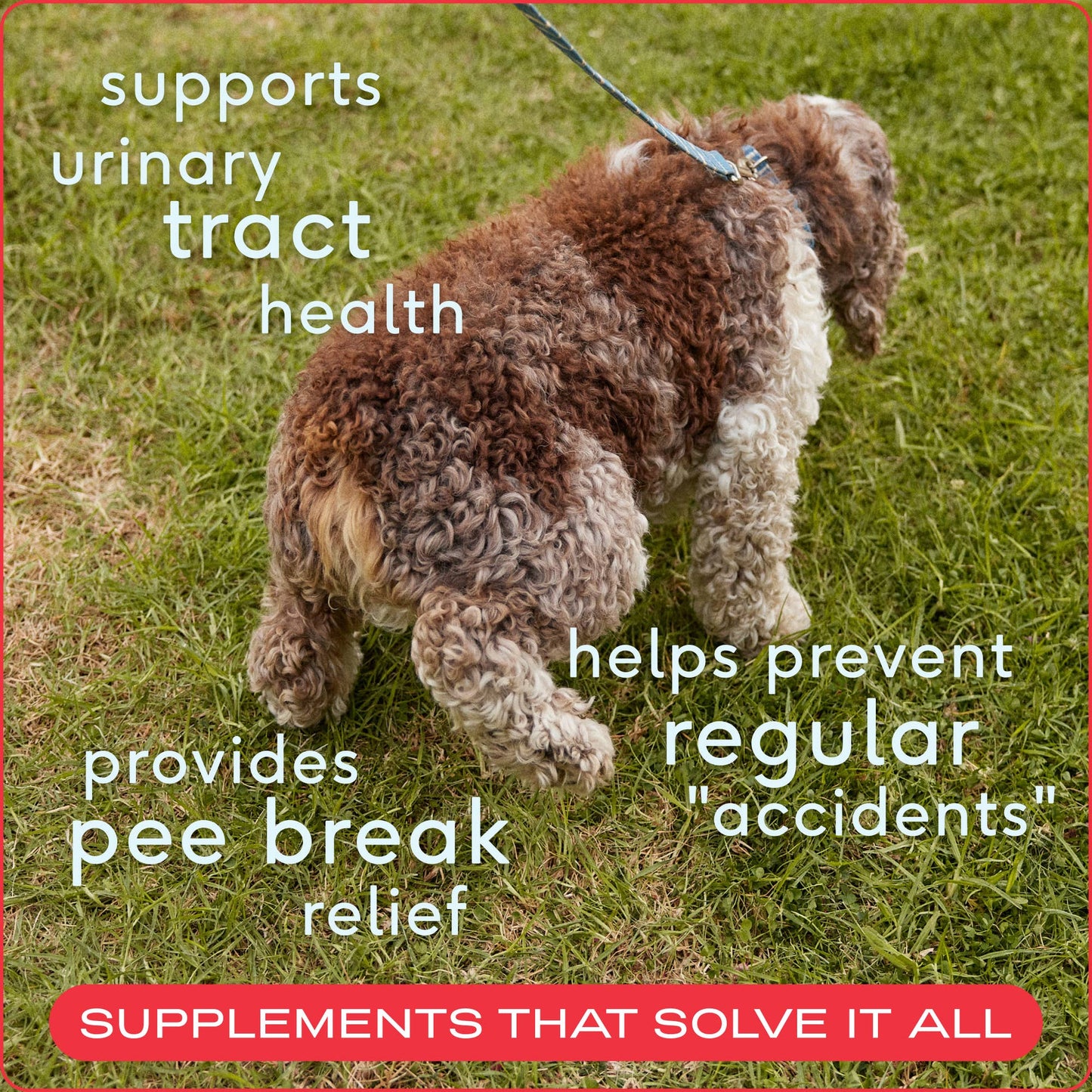 Native Pet - Cranberry Bladder Chews, Kidney & Urinary Supplement for Dog