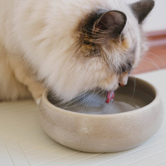 The Catery - Gourmet water bowl cream
