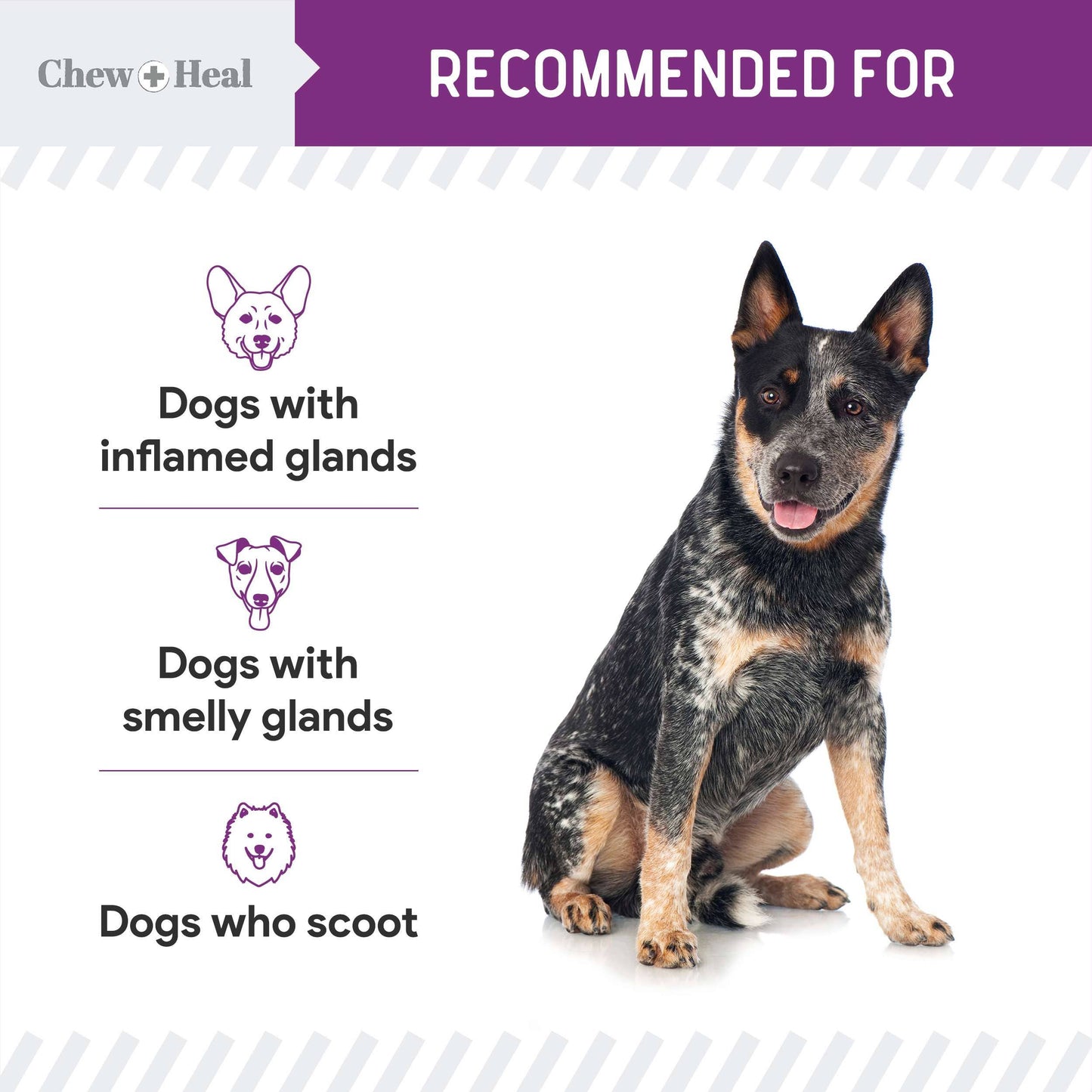 Chew + Heal - Chew + Heal Stop the Scoot Anal Gland & Bowel Support