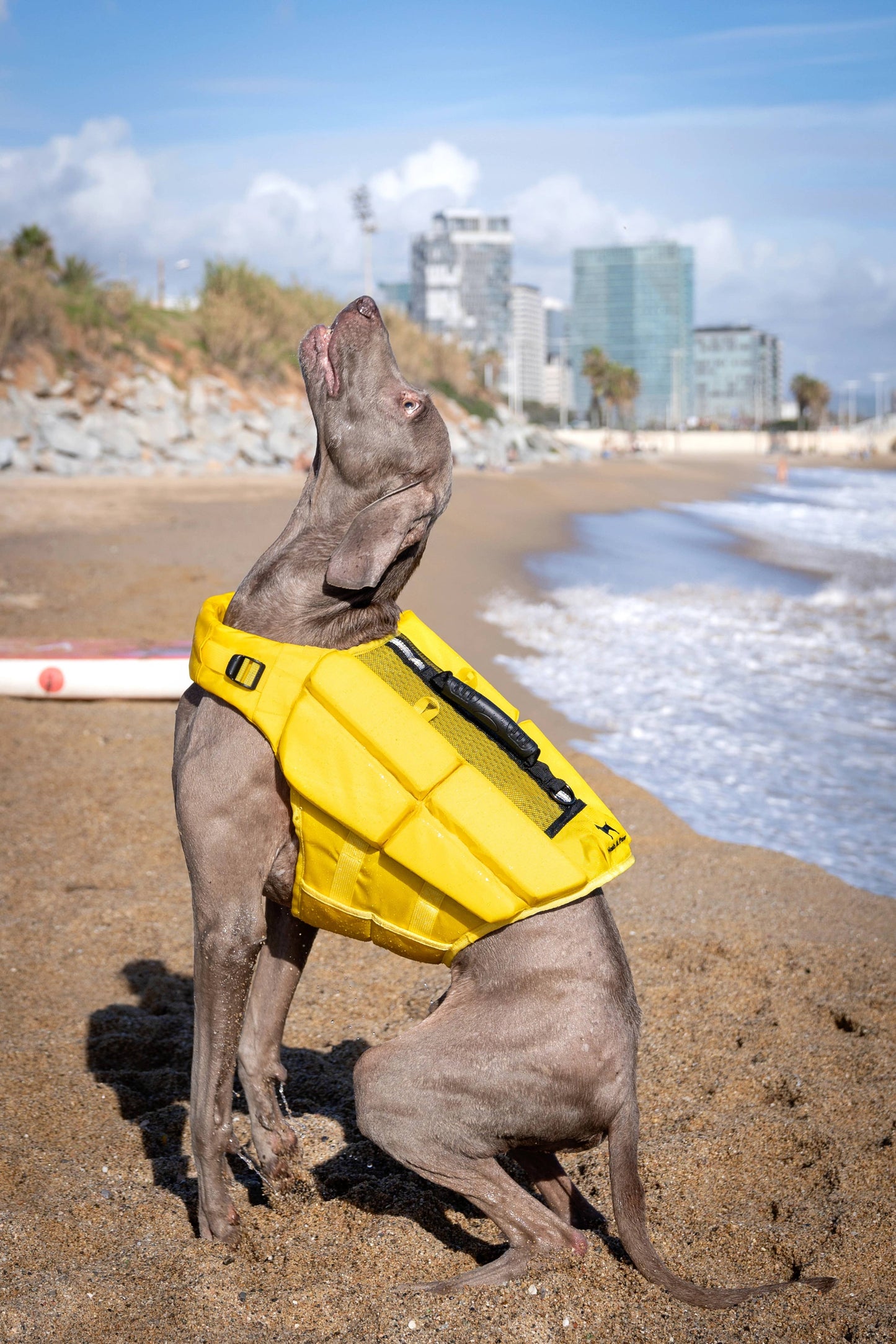 NOAH AND PAW LLC - Human Standards Dog Lifejacket Design with 4x Foam Support for Max Floating - Yellow