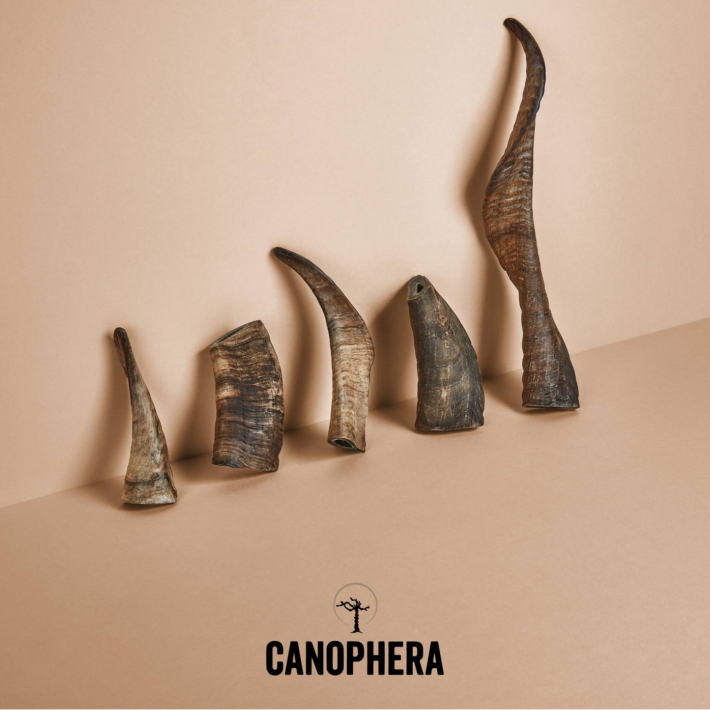 CANOPHERA LLC -  Sheep Horn Dog Chews.