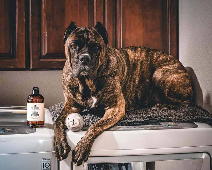Fox + Hound - Pet Natural Laundry Detergent Lavender