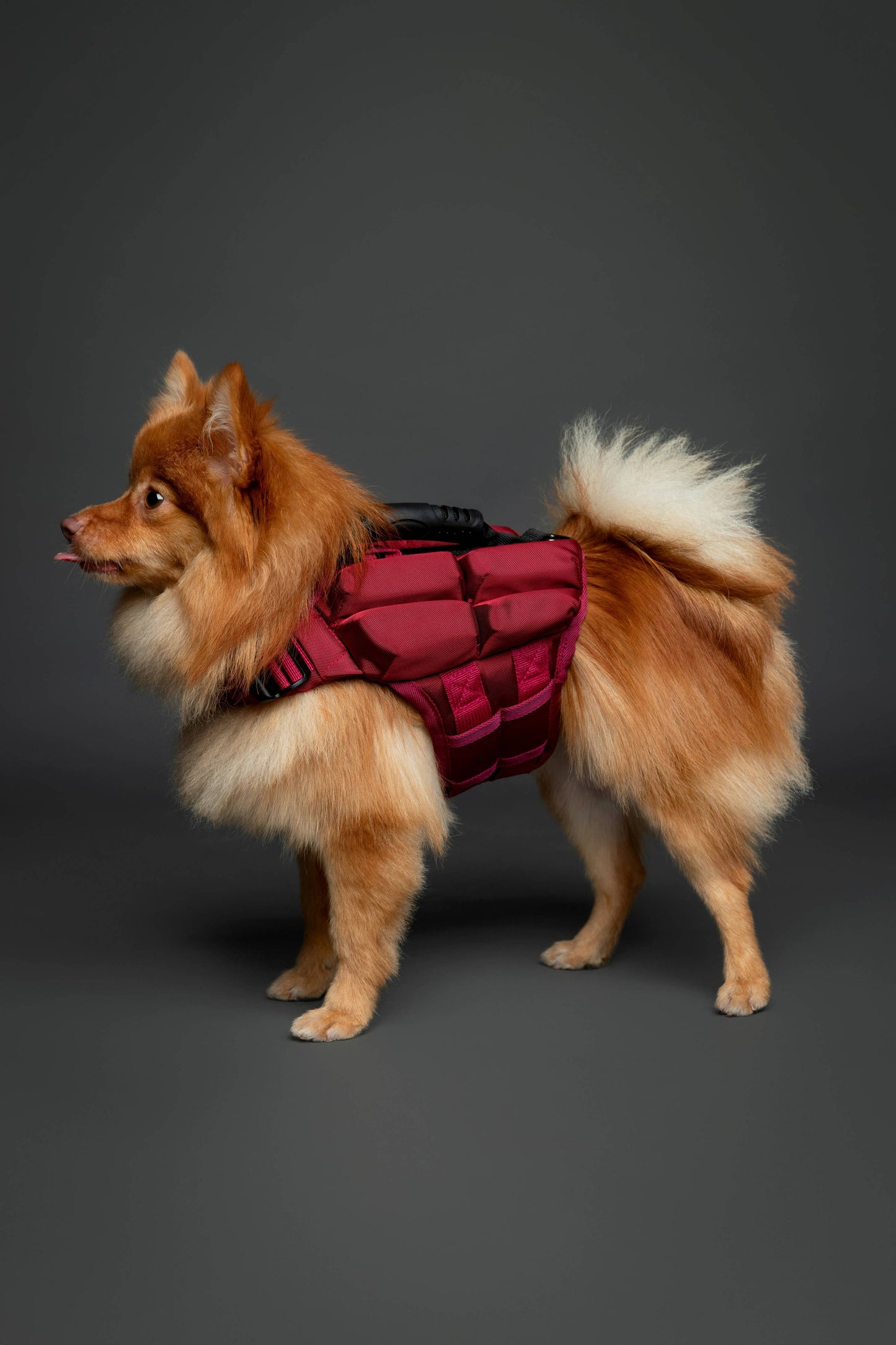 NOAH AND PAW LLC - Human Standards Dog Lifejacket Design with 4x Foam Support for Max Floating - Red