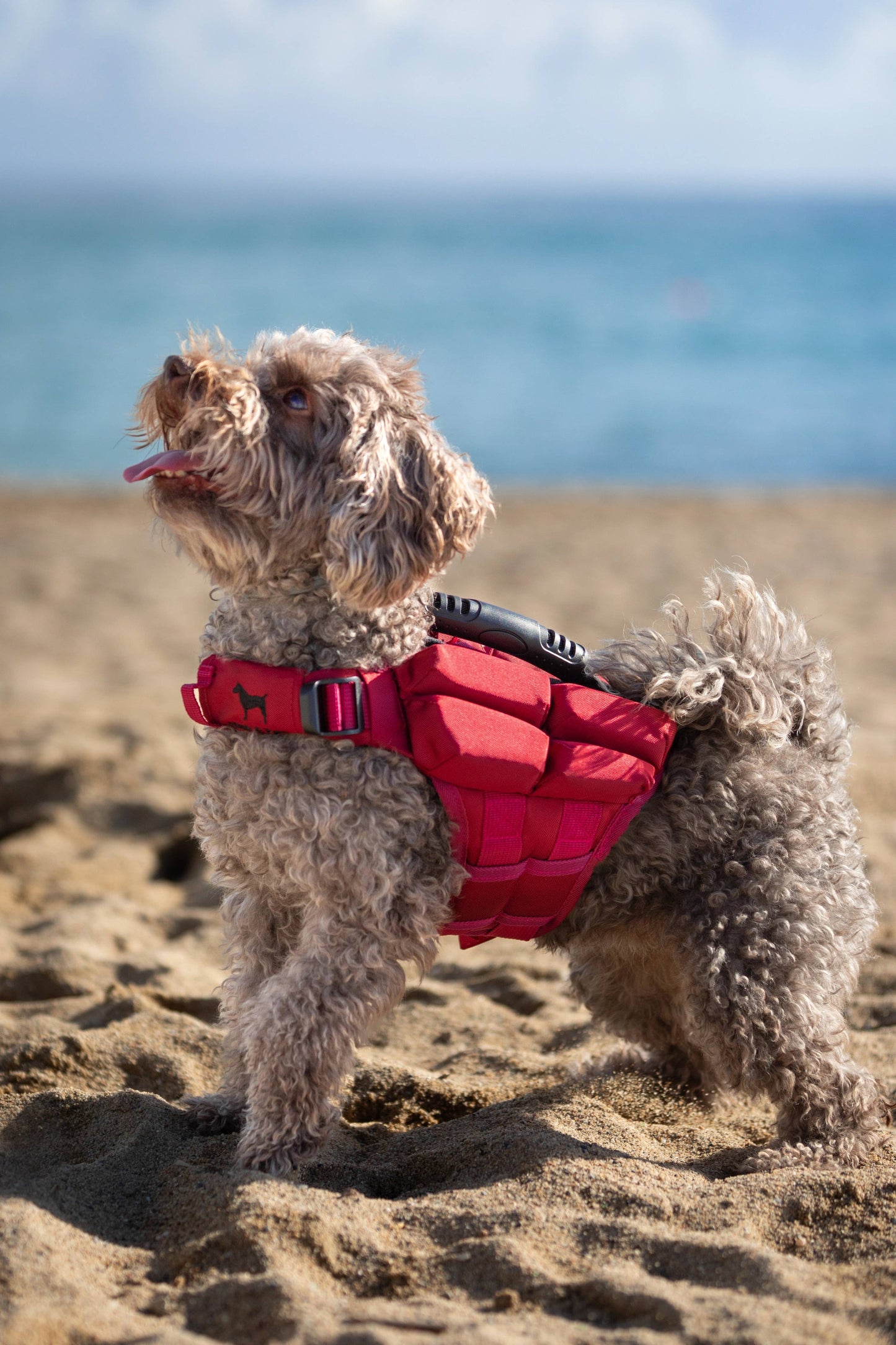 NOAH AND PAW LLC - Human Standards Dog Lifejacket Design with 4x Foam Support for Max Floating - Red