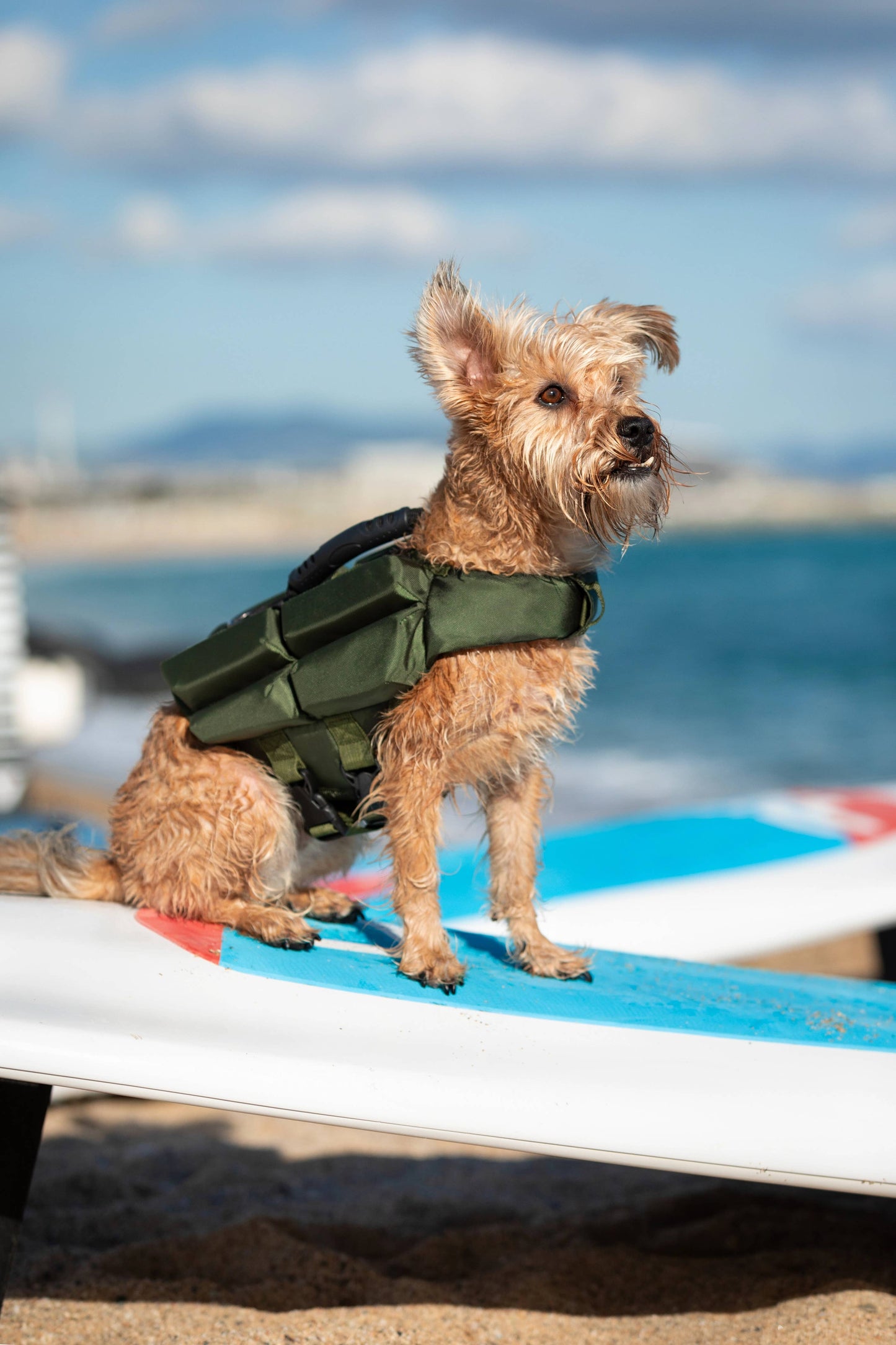 NOAH AND PAW LLC - Human Standards Dog Lifejacket Design with 4x Foam Support for Max Floating - Green