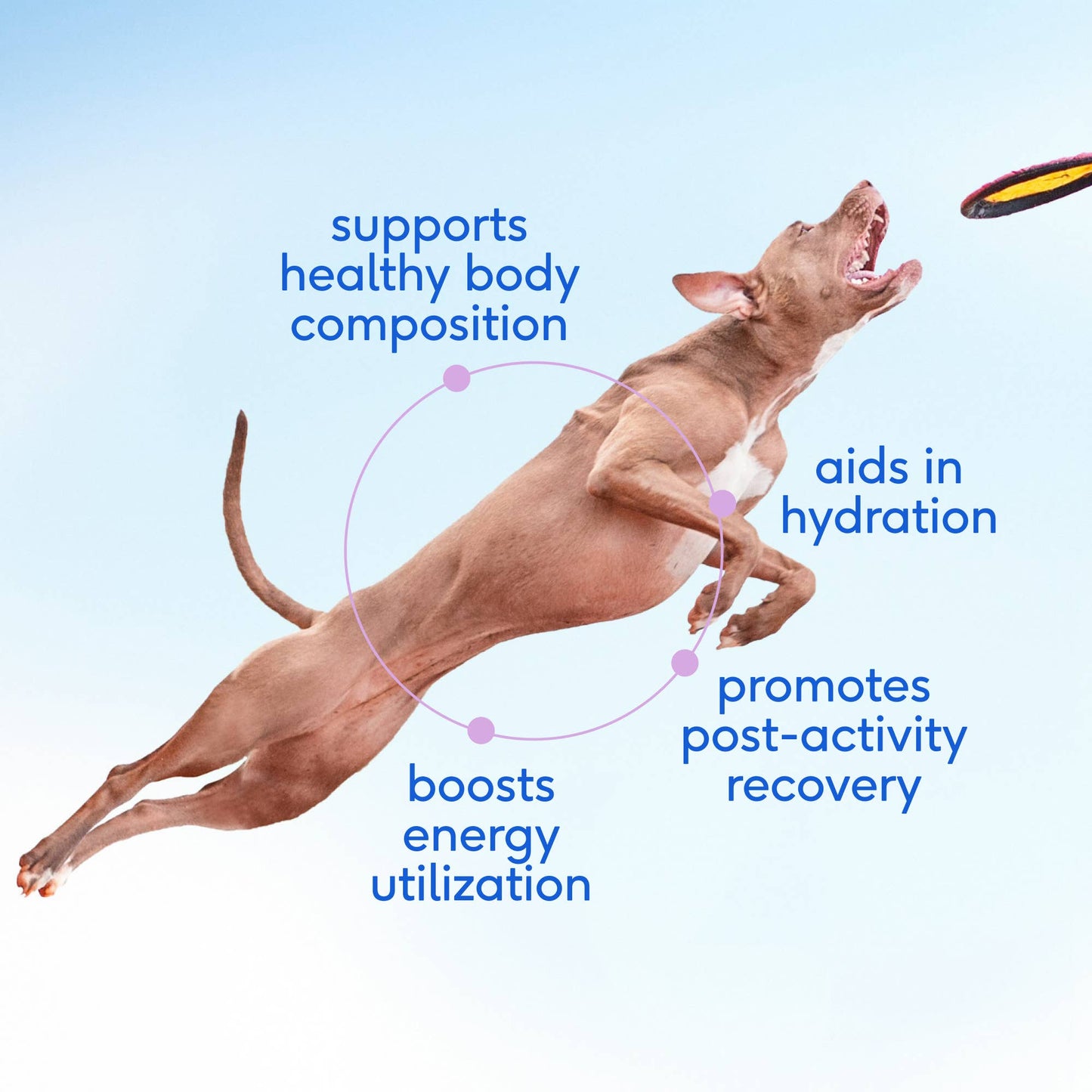 Native Pet - Goat Milk Powder Recovery & Energy Support for Active Dogs