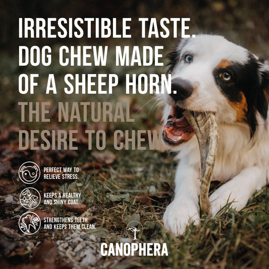 CANOPHERA LLC - Wooden Sales Display Filled With 53 Sheep Horn Dog Chews.