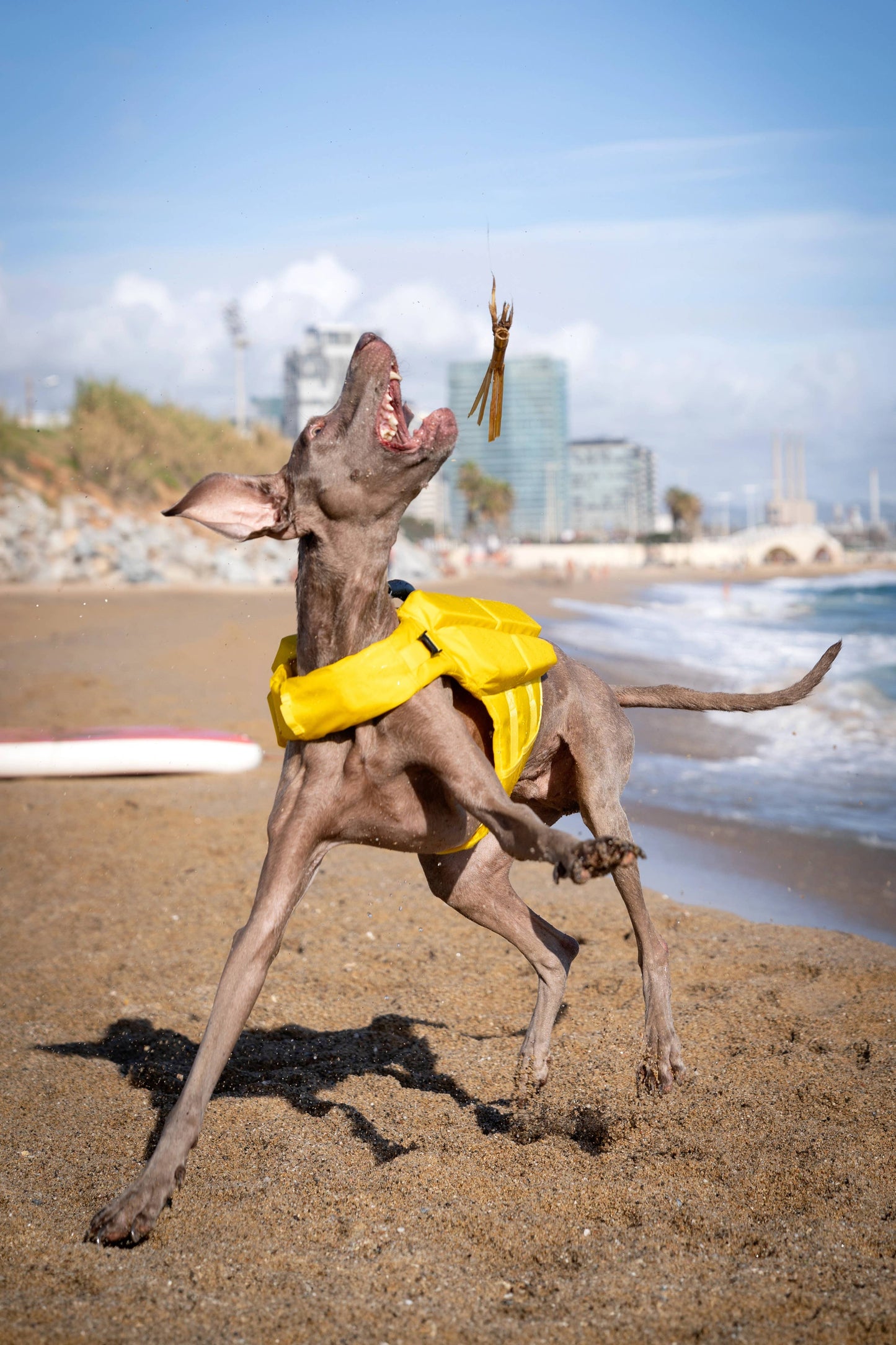 NOAH AND PAW LLC - Human Standards Dog Lifejacket Design with 4x Foam Support for Max Floating - Yellow