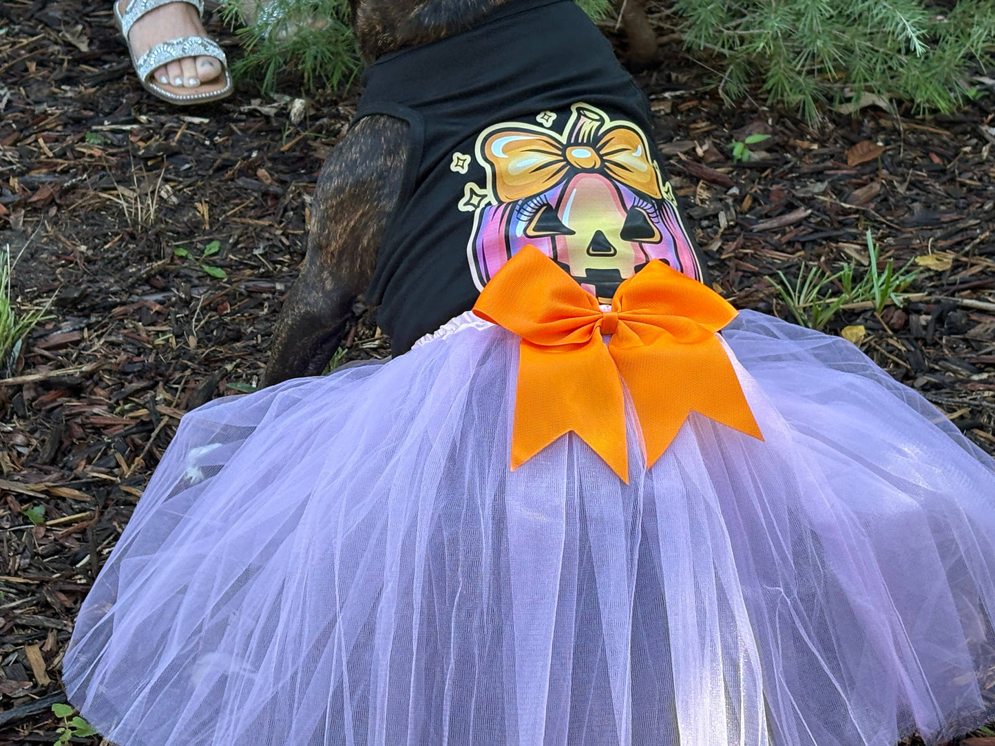 House of FurBaby - Halloween Dog  Costume | Coquette Pumpkin Tee + Tutu