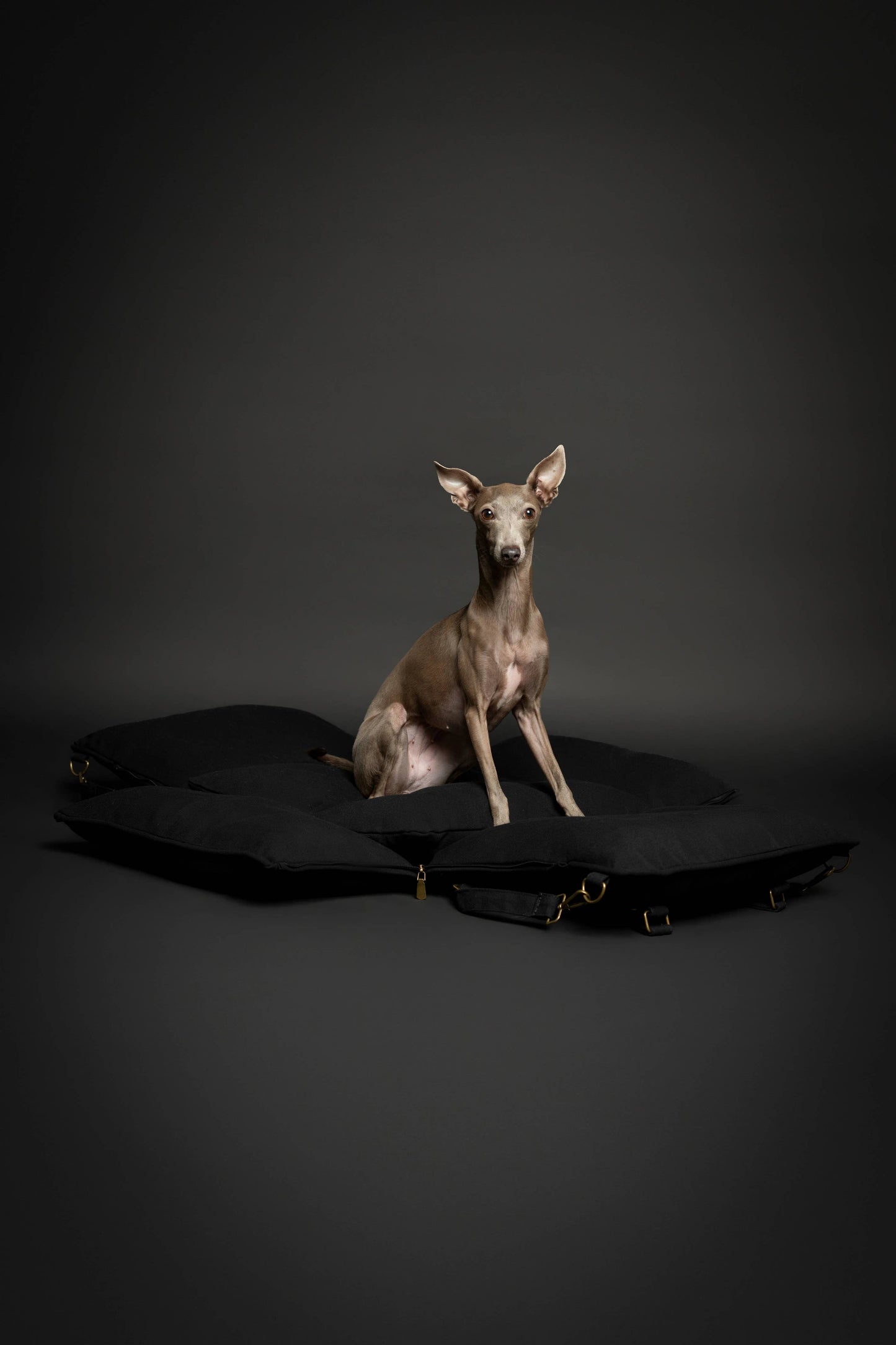 NOAH AND PAW LLC - Dog Car Seat Carrier Orthopedic Crushed Foam, Black, Canvas