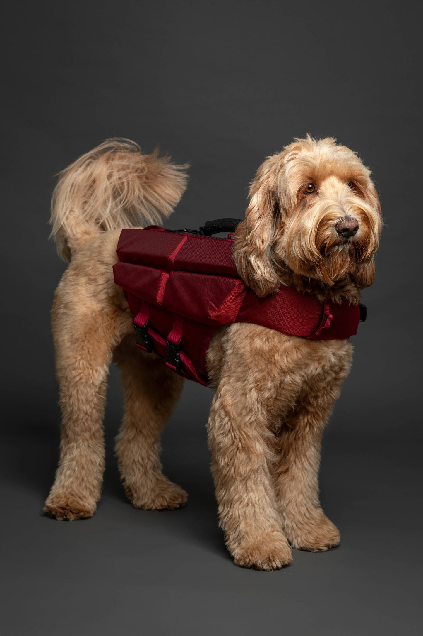 NOAH AND PAW LLC - Human Standards Dog Lifejacket Design with 4x Foam Support for Max Floating - Red