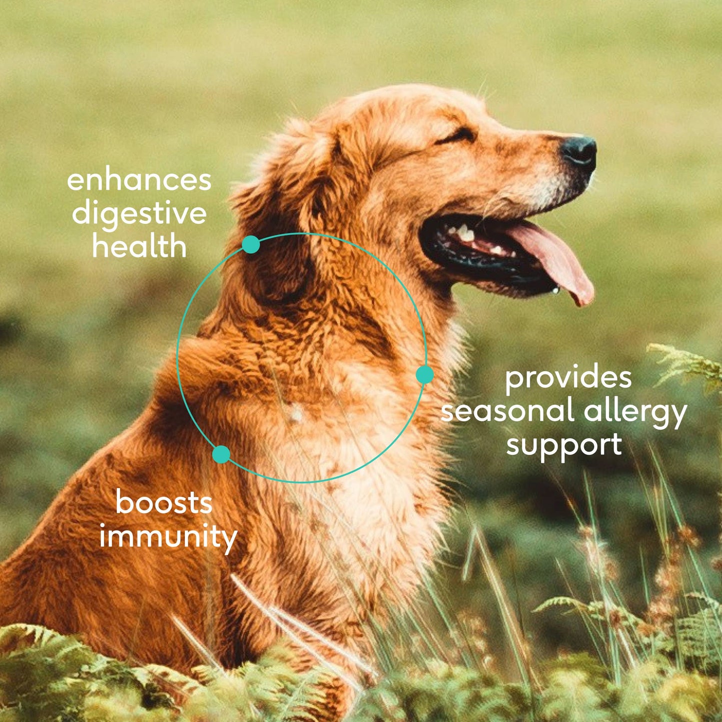 Native Pet - Native Pet Colostrum Immune System Powder Supplement for Dog