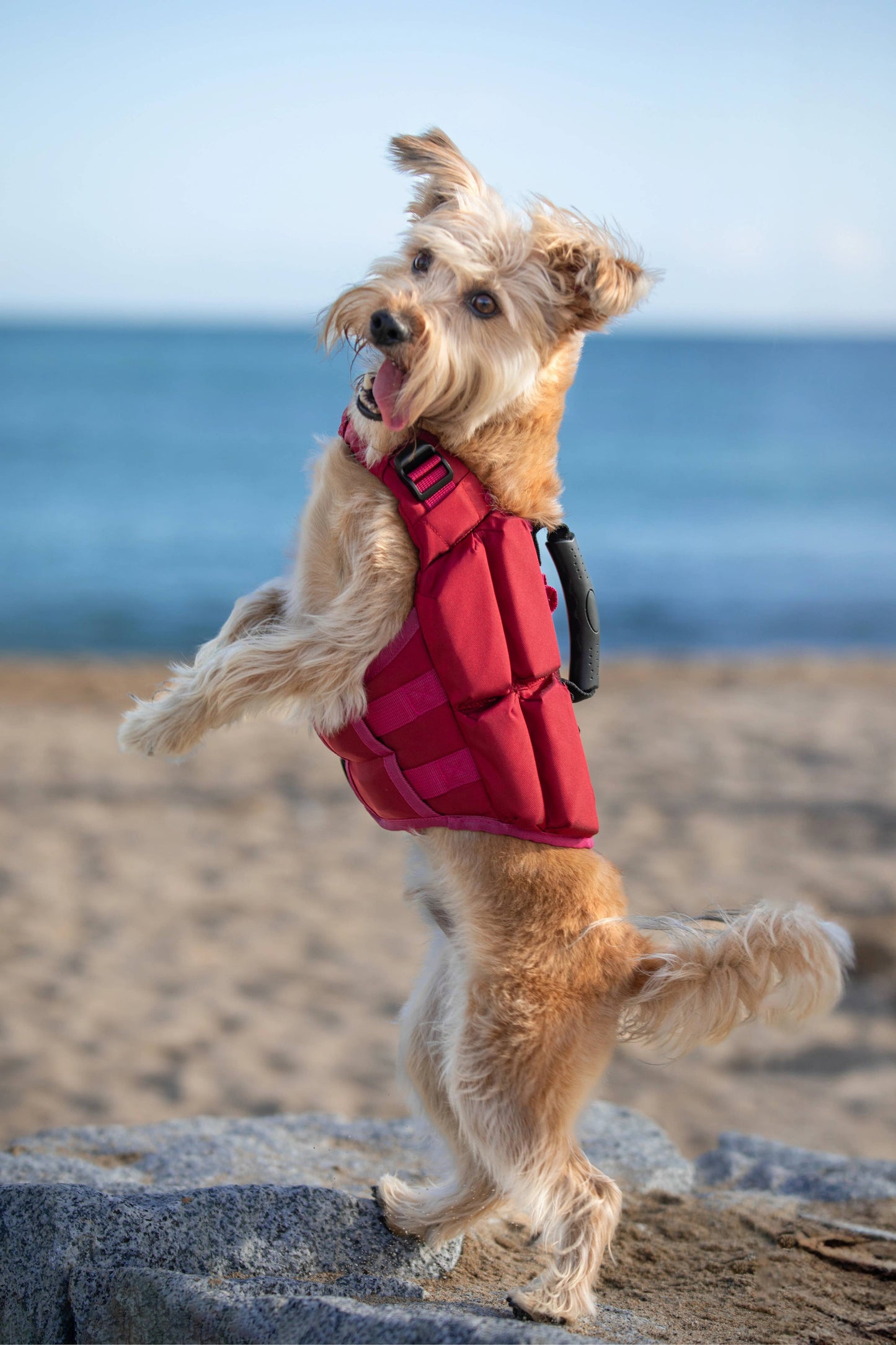 NOAH AND PAW LLC - Human Standards Dog Lifejacket Design with 4x Foam Support for Max Floating - Red