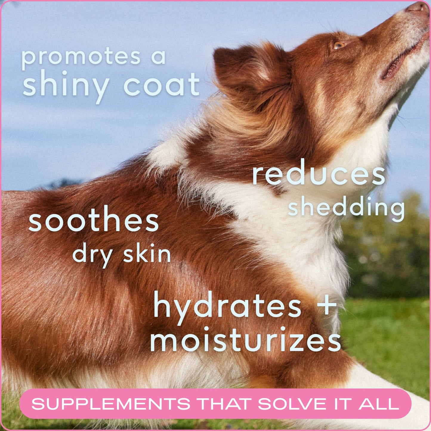 Native Pet - Skin + Coat Chews, Skin & Coat Supplement for Dogs