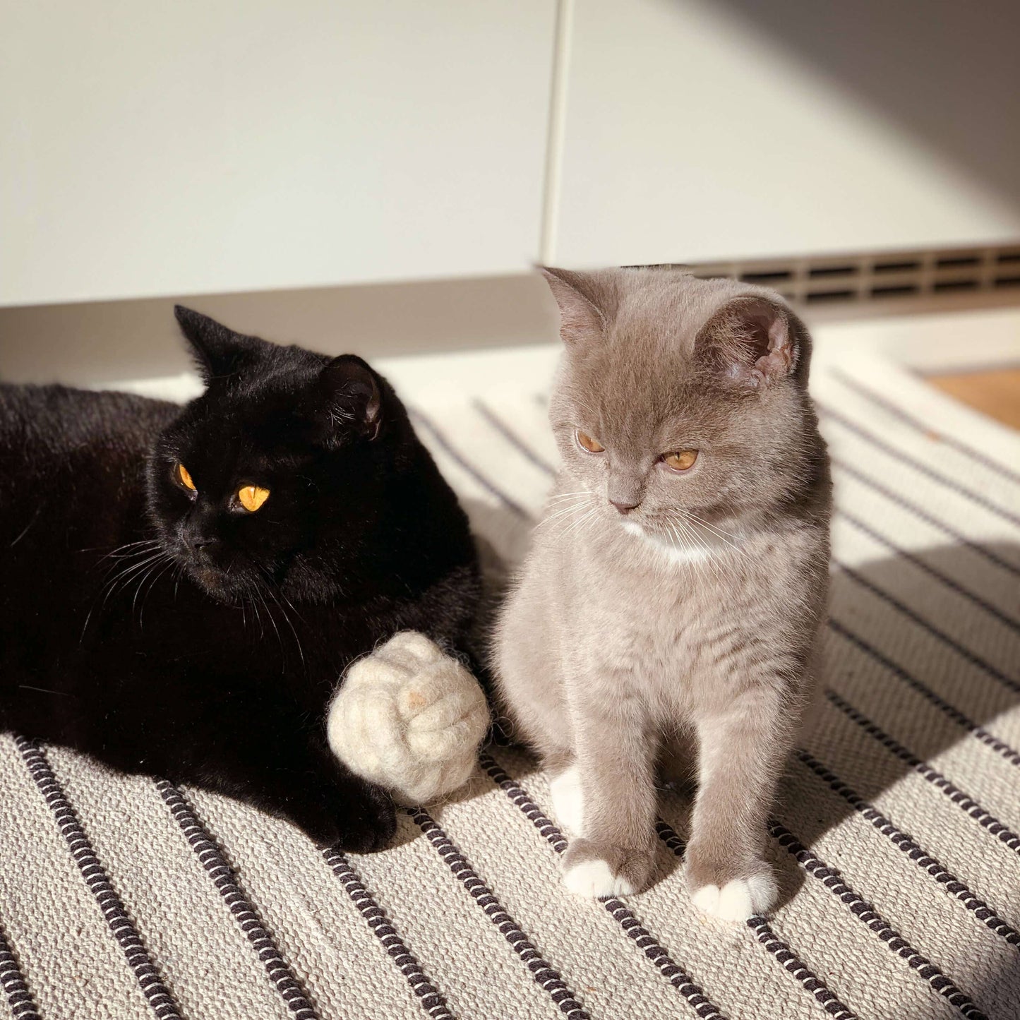 The Catery - Lobby cue ball