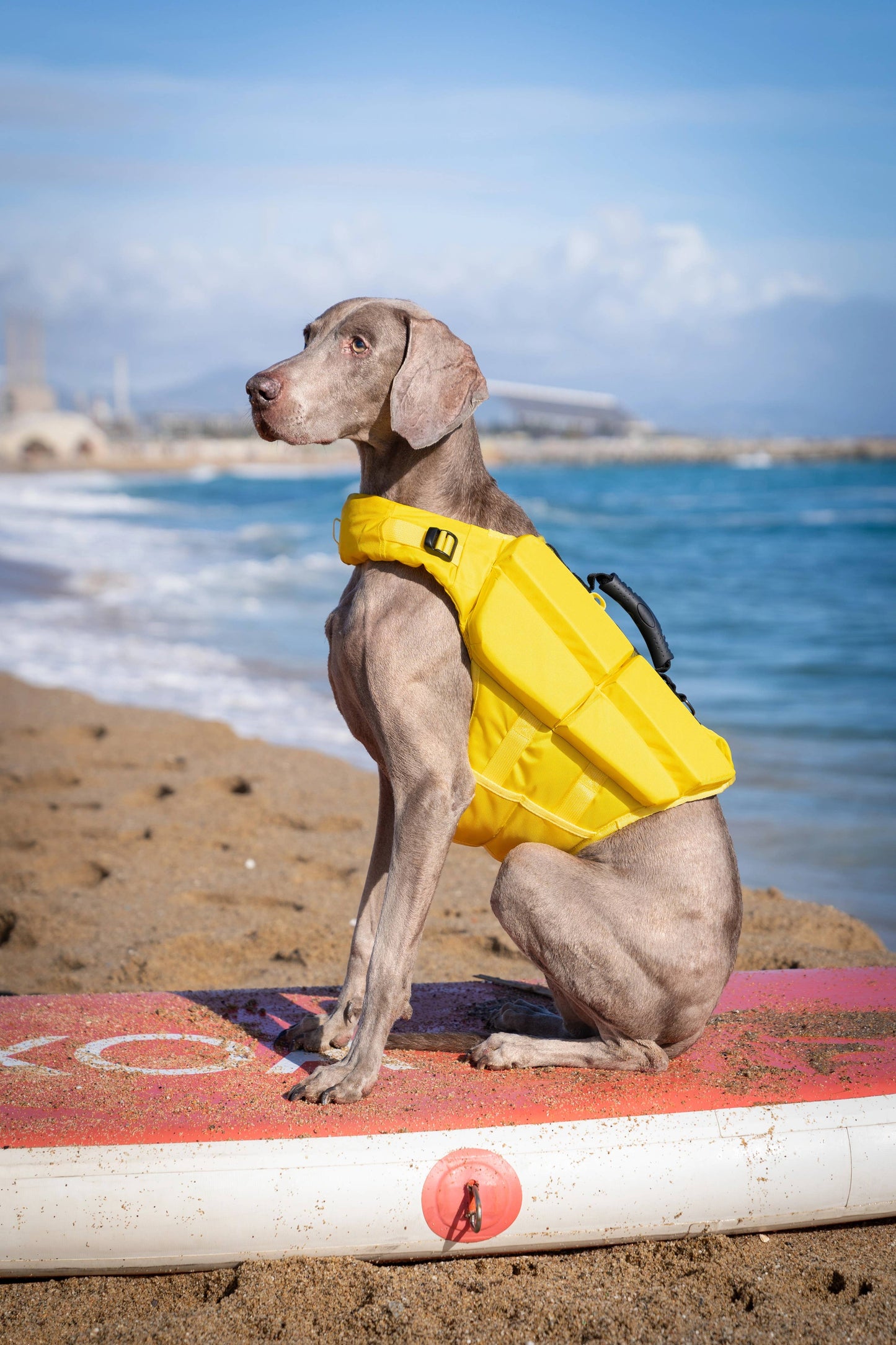 NOAH AND PAW LLC - Human Standards Dog Lifejacket Design with 4x Foam Support for Max Floating - Yellow