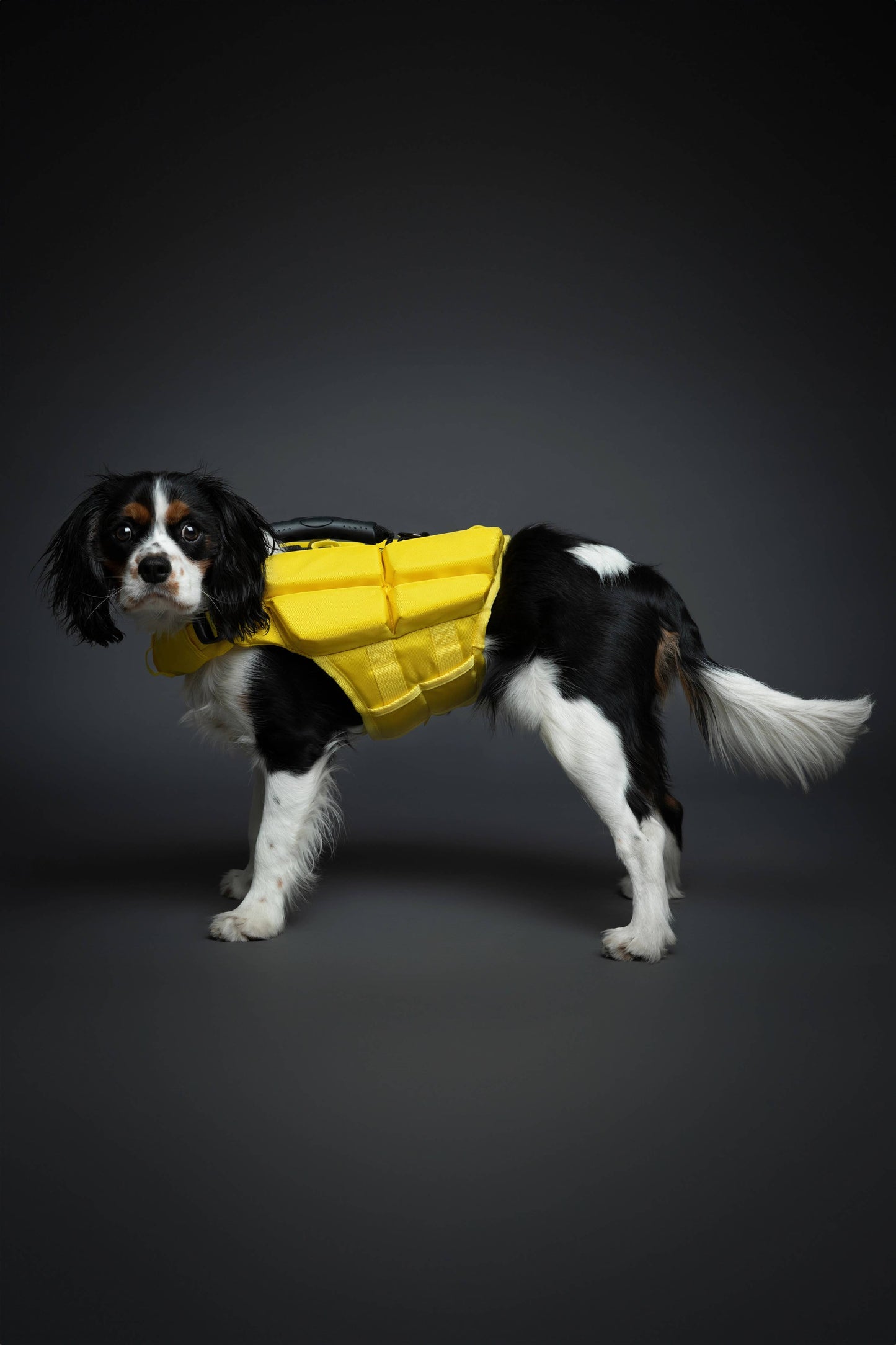 NOAH AND PAW LLC - Human Standards Dog Lifejacket Design with 4x Foam Support for Max Floating - Yellow