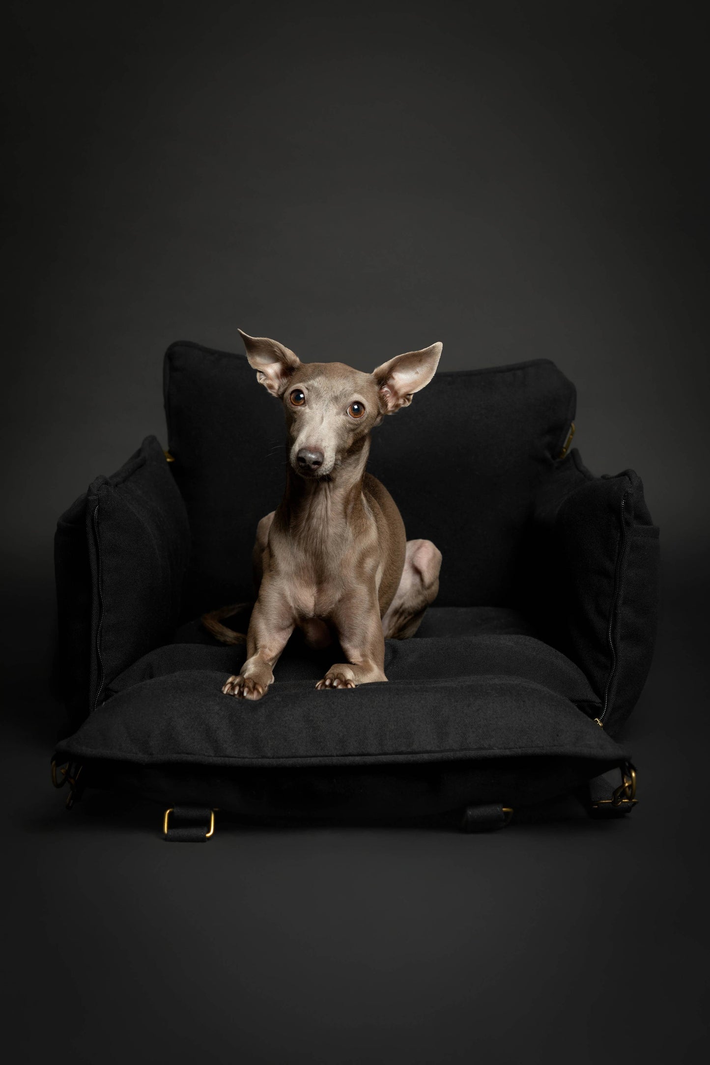 NOAH AND PAW LLC - Dog Car Seat Carrier Orthopedic Crushed Foam, Black, Canvas