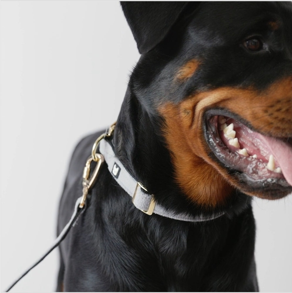 Aquafleece Dog Collar – Grey Water-Resistant Adjustable Collar with Metal Buckle