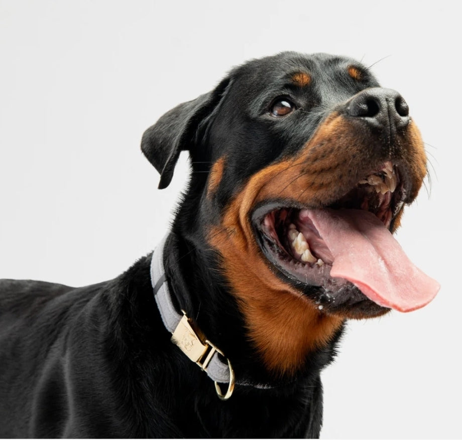 Aquafleece Dog Collar – Grey Water-Resistant Adjustable Collar with Metal Buckle