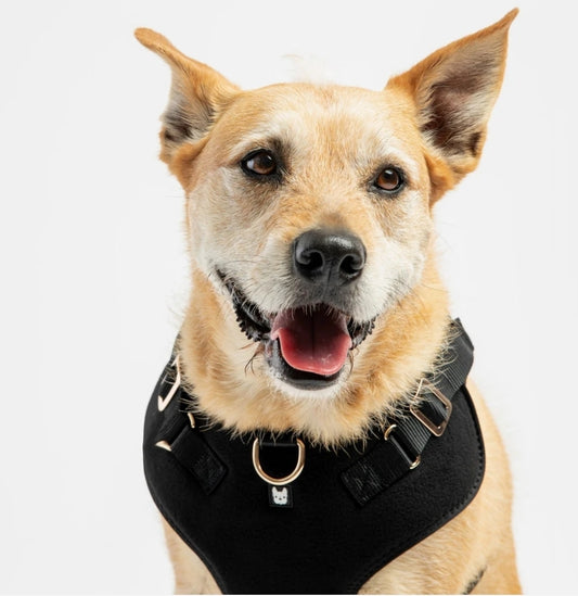 Aquafleece Waterproof Dog Harness – Black | Adjustable, Padded & Durable