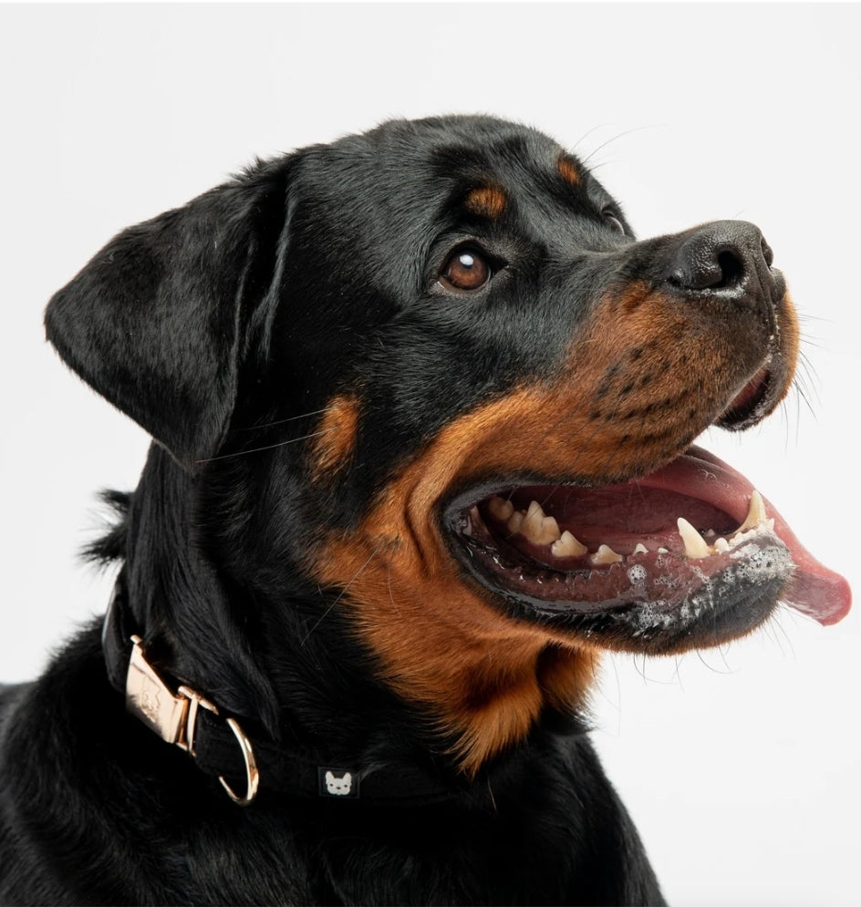 Skip to product information
Aquafleece Dog Collar - Black - Silver Paw
Aquafleece Dog Collar - B